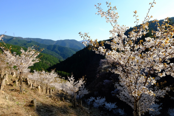 ［奈良・吉野］吉野の桜と日本人の美意識